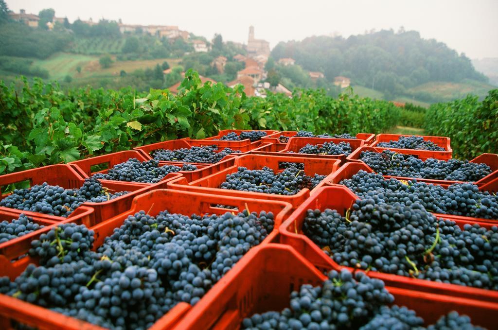 Marchesi Alfieri - Cantine E Ospitalita San Martino Alfieri Luaran gambar