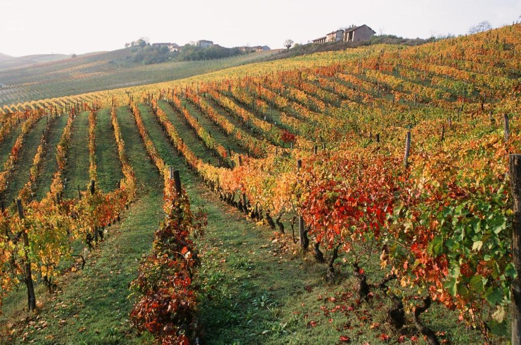 Marchesi Alfieri - Cantine E Ospitalita San Martino Alfieri Luaran gambar